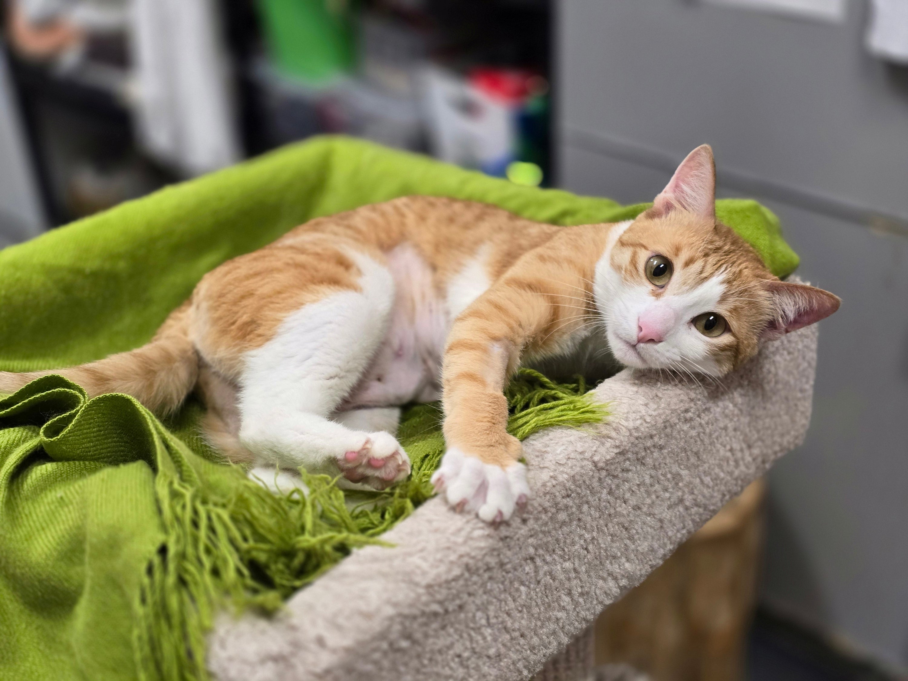 Ming - Adopted
