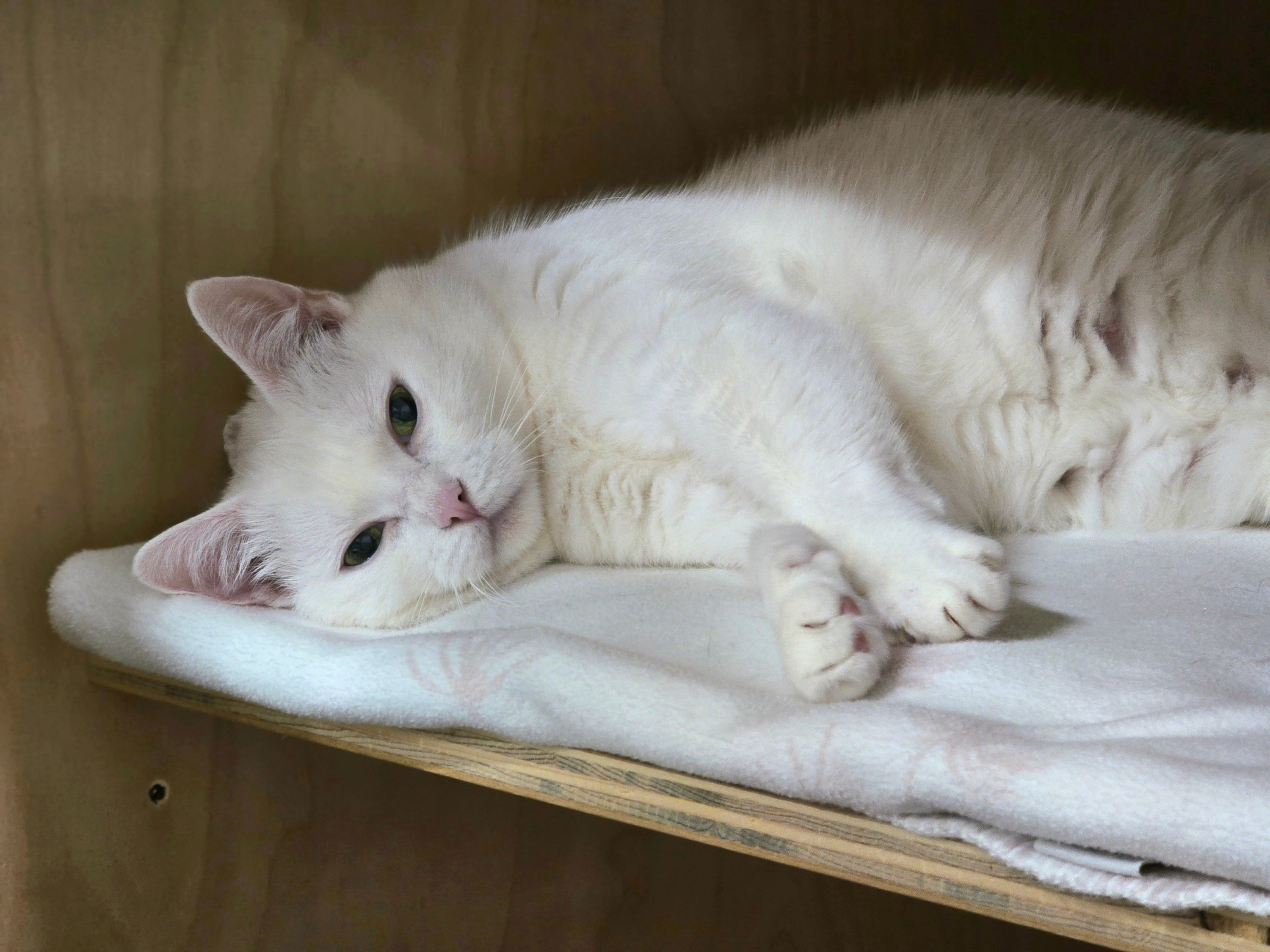 Luna - Adopted