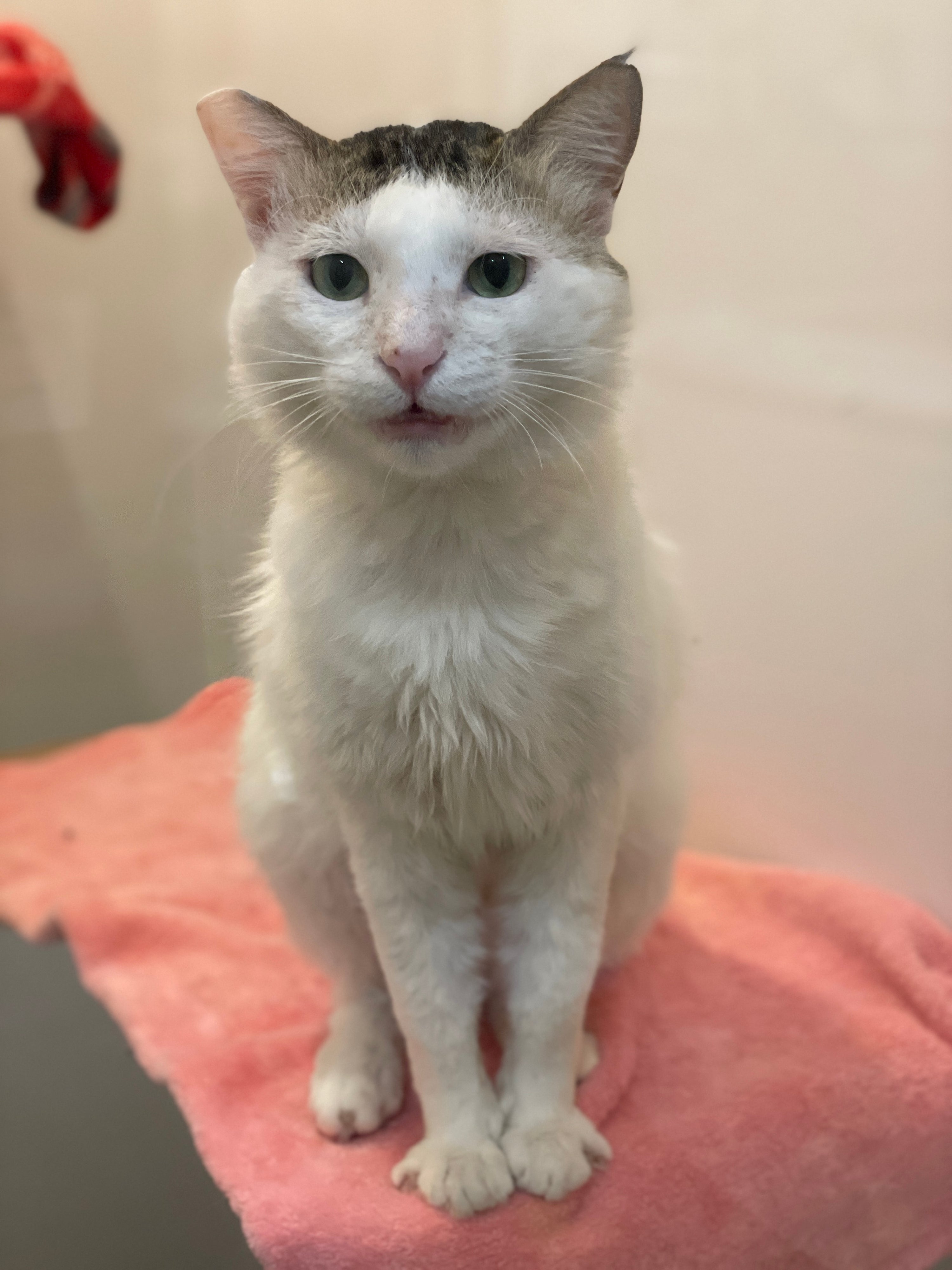 Sid | ADOPTED (in foster care)