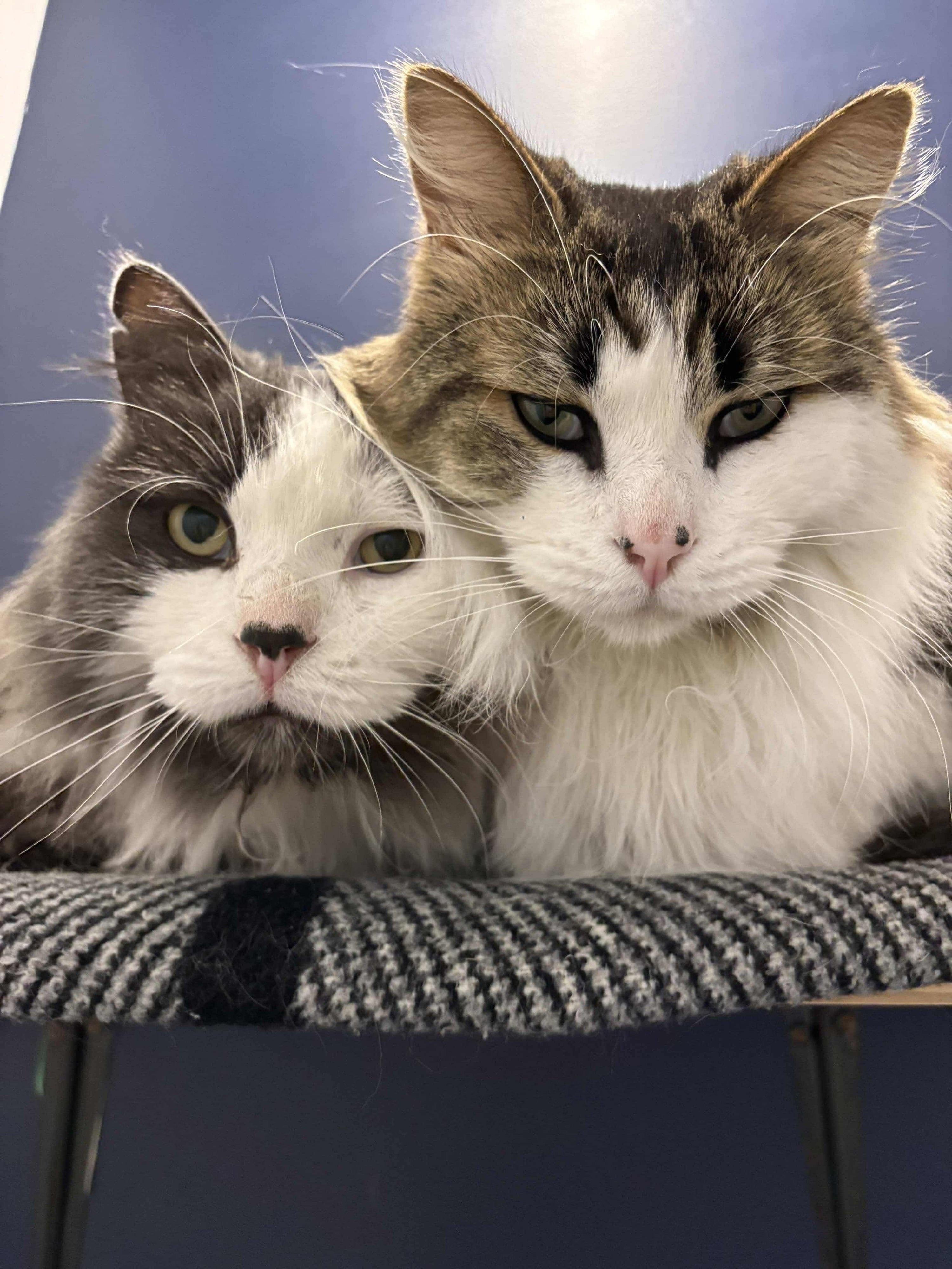 Mr Grey & Mr Brown - Adopted