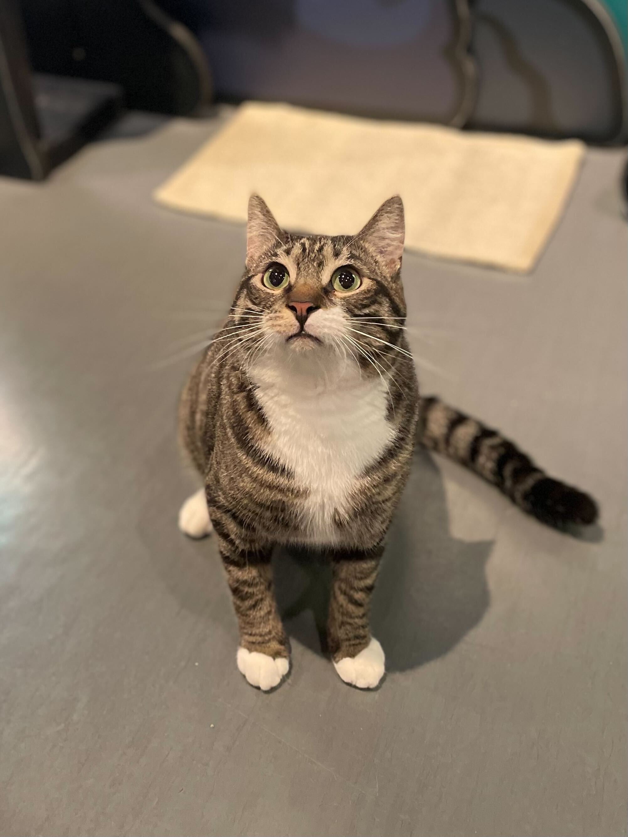 Carter - Adopted