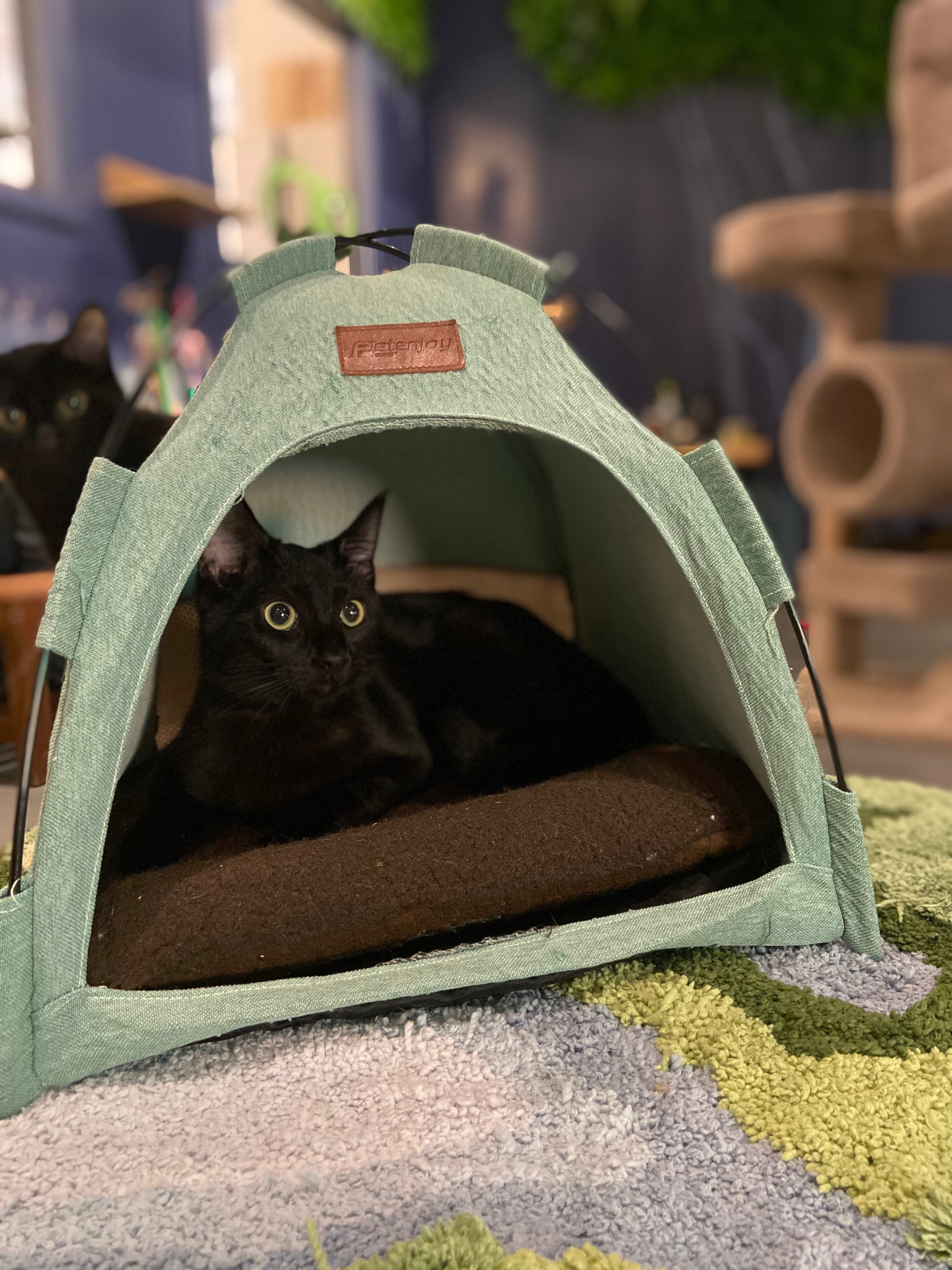 Spooky - Adopted