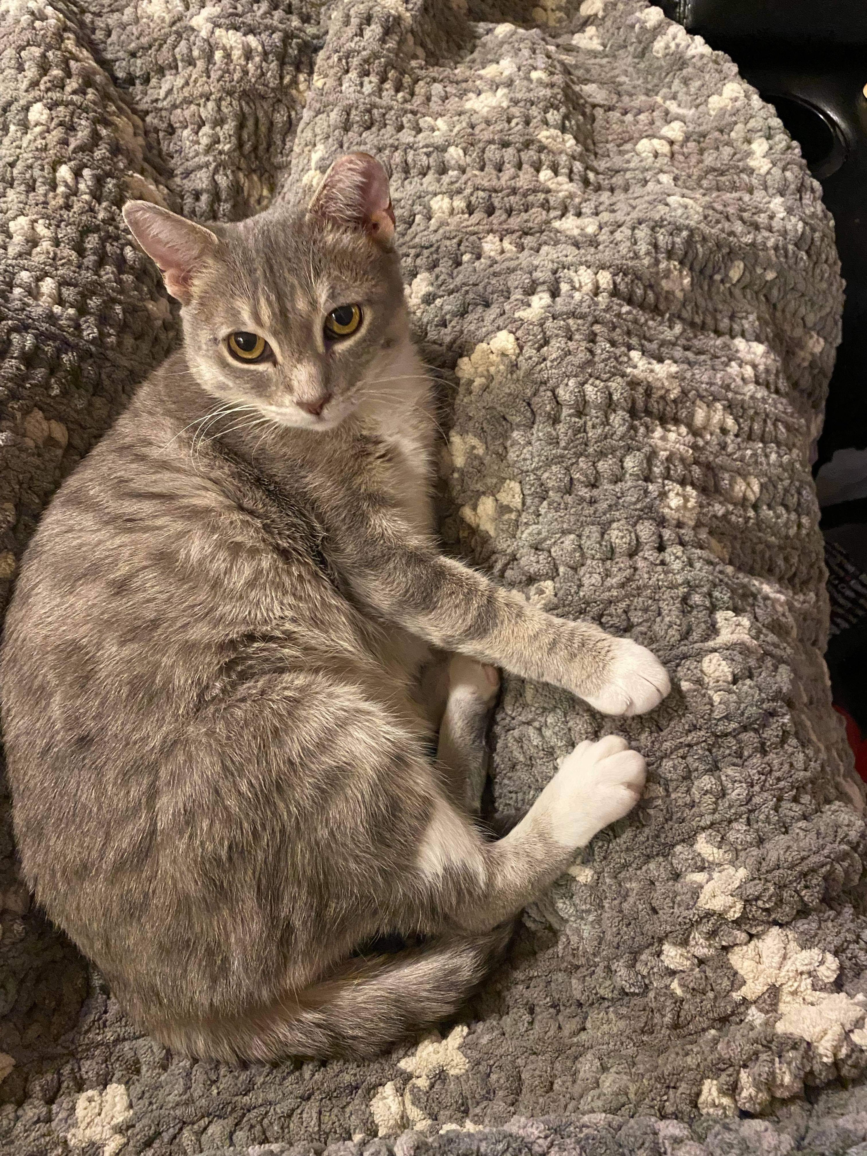 Moon | Available To Adopt (Located in Foster)