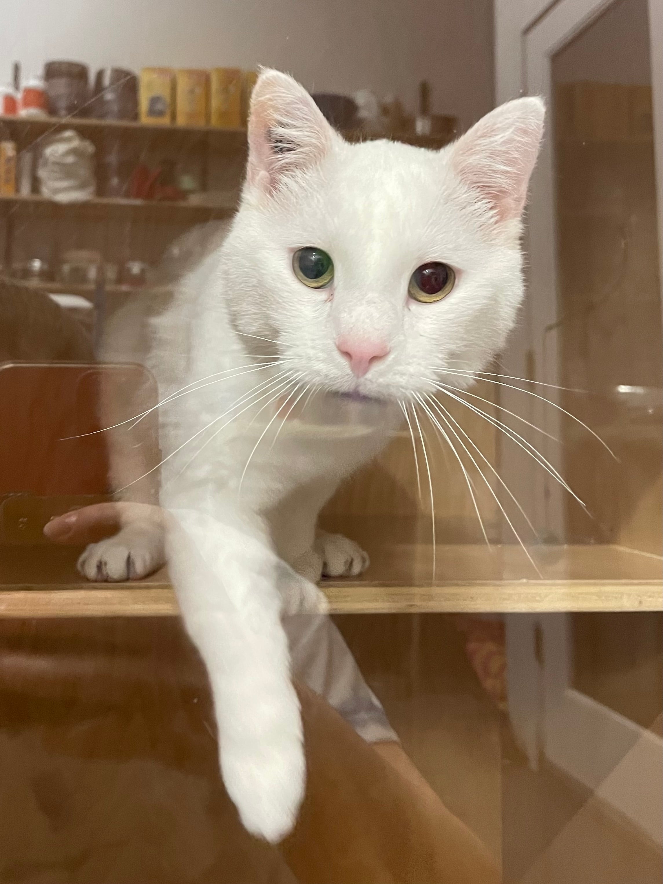 Niveo - Adopted