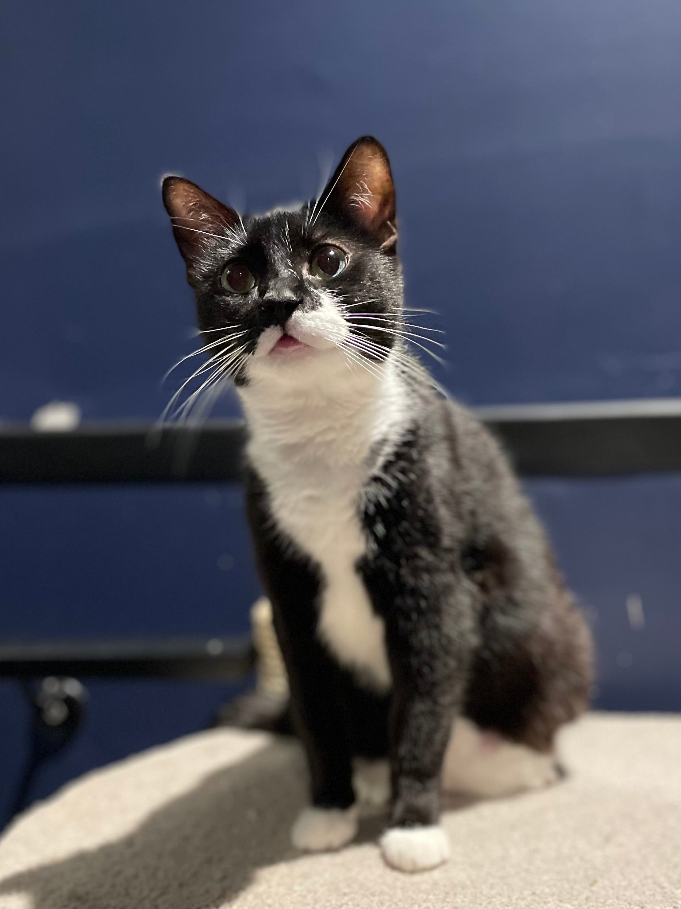Aero - Adopted
