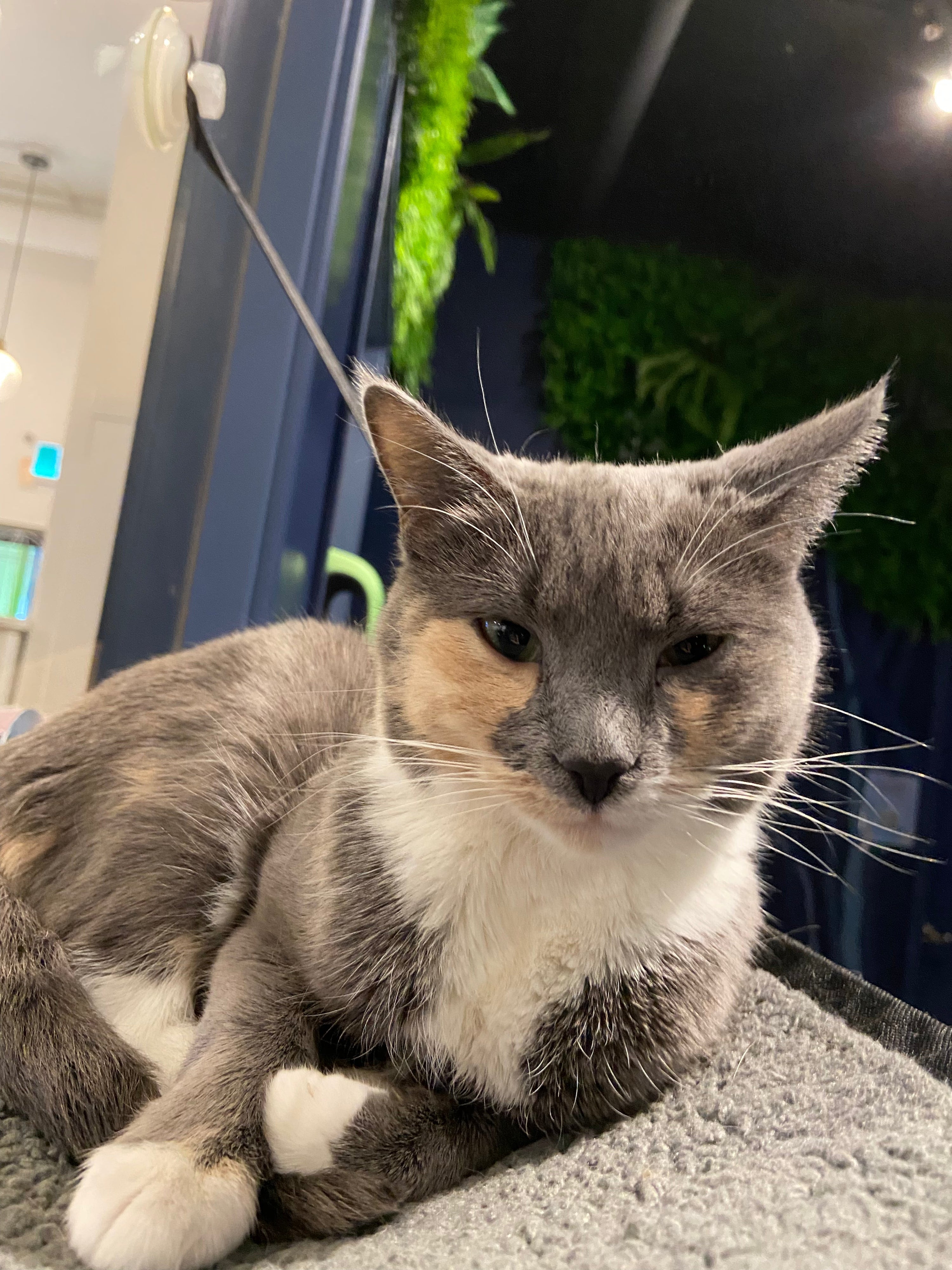 Juno - Adopted