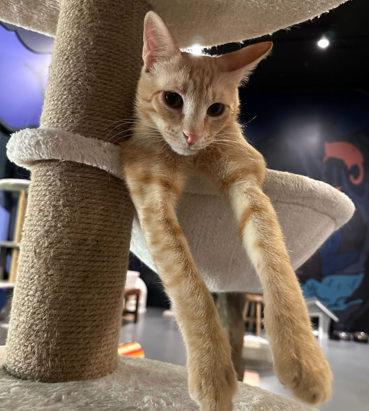 Aaron - Adopted
