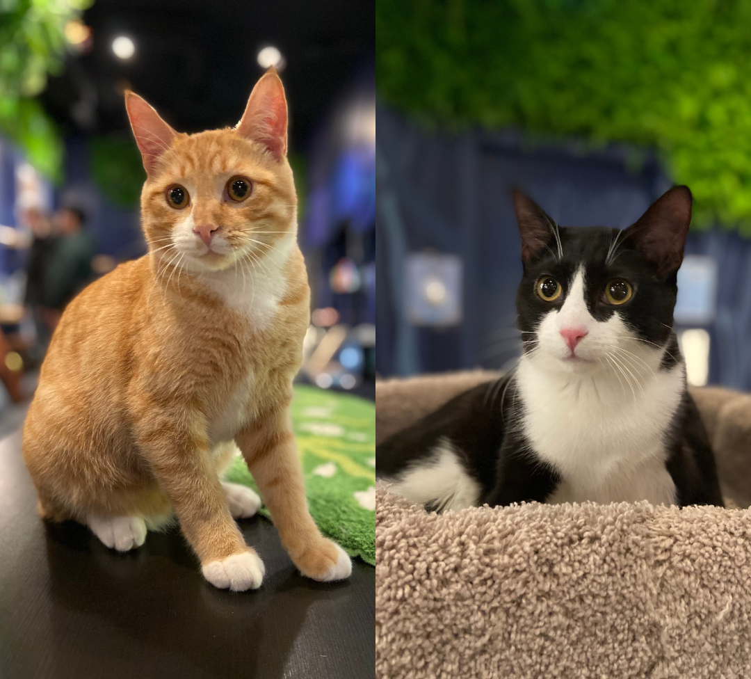 Gingi & Carlos - Adopted