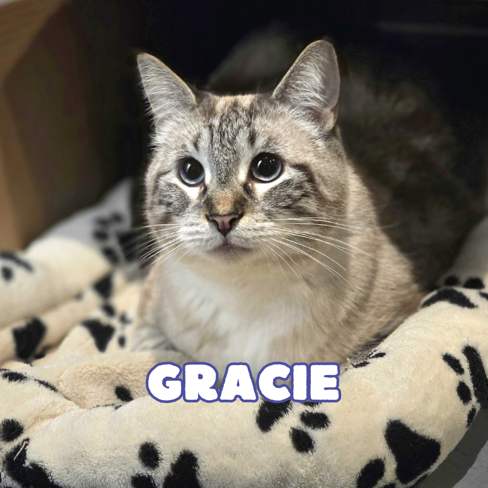Support Gracie & Liza's Veterinary Bills