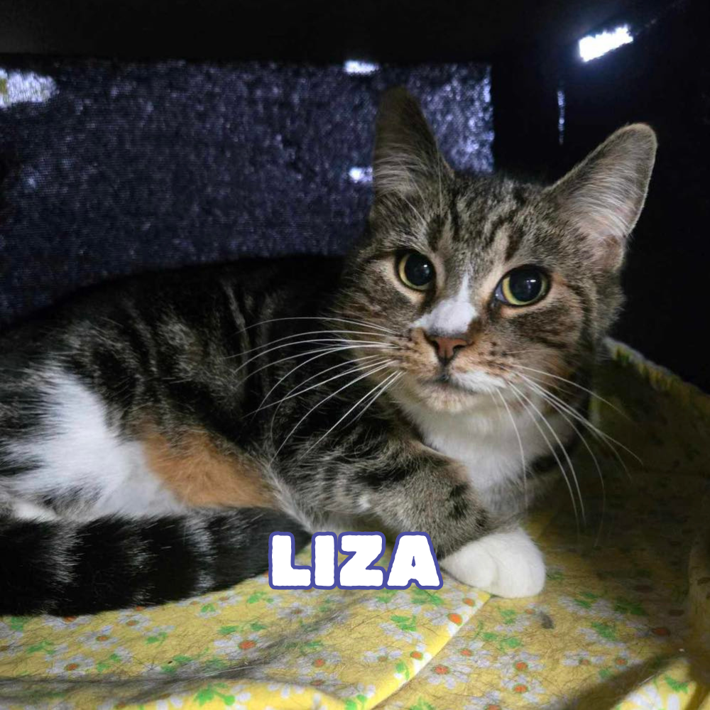 Support Gracie & Liza's Veterinary Bills