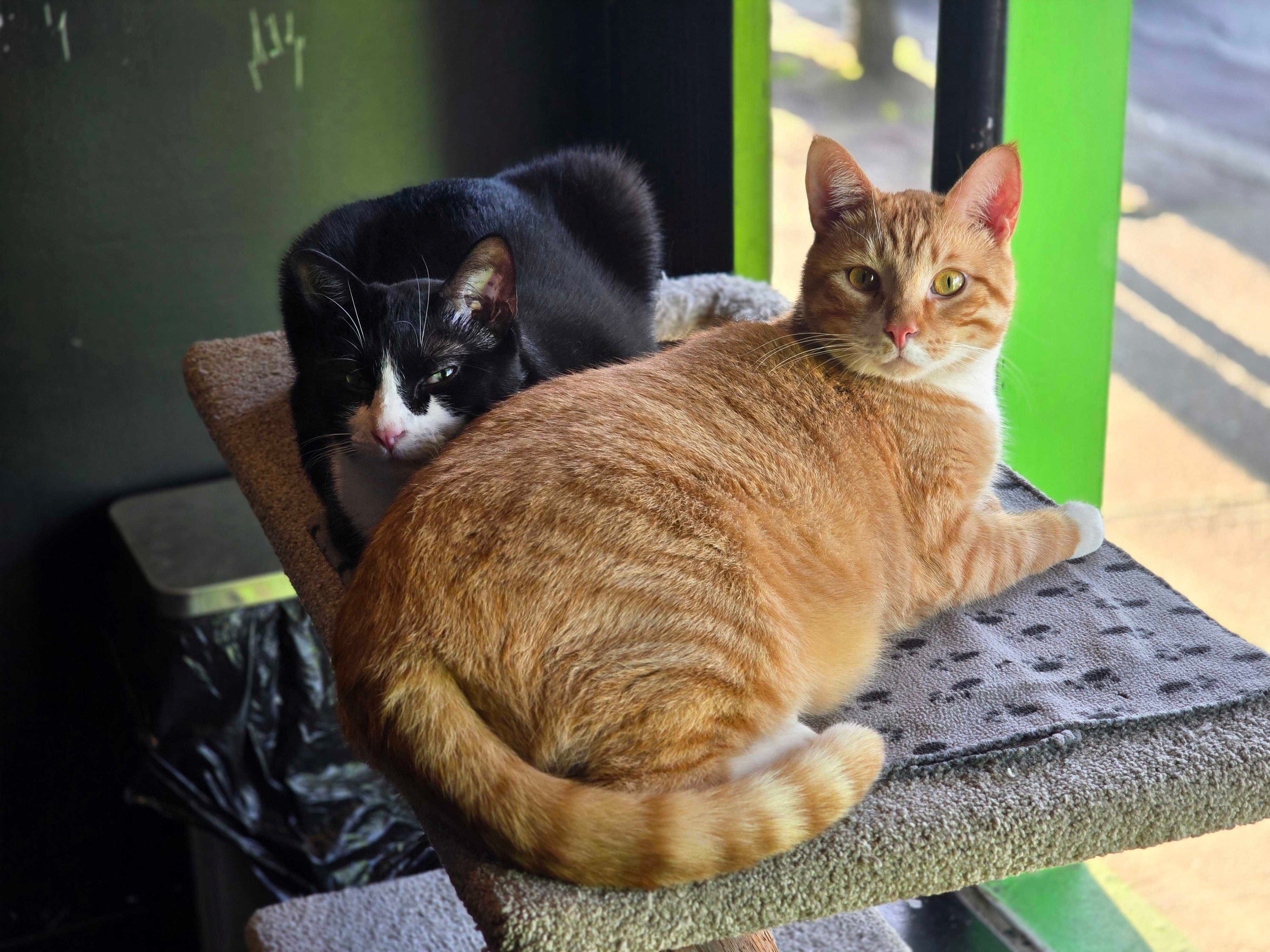 Edward & Alphonse - Adopted