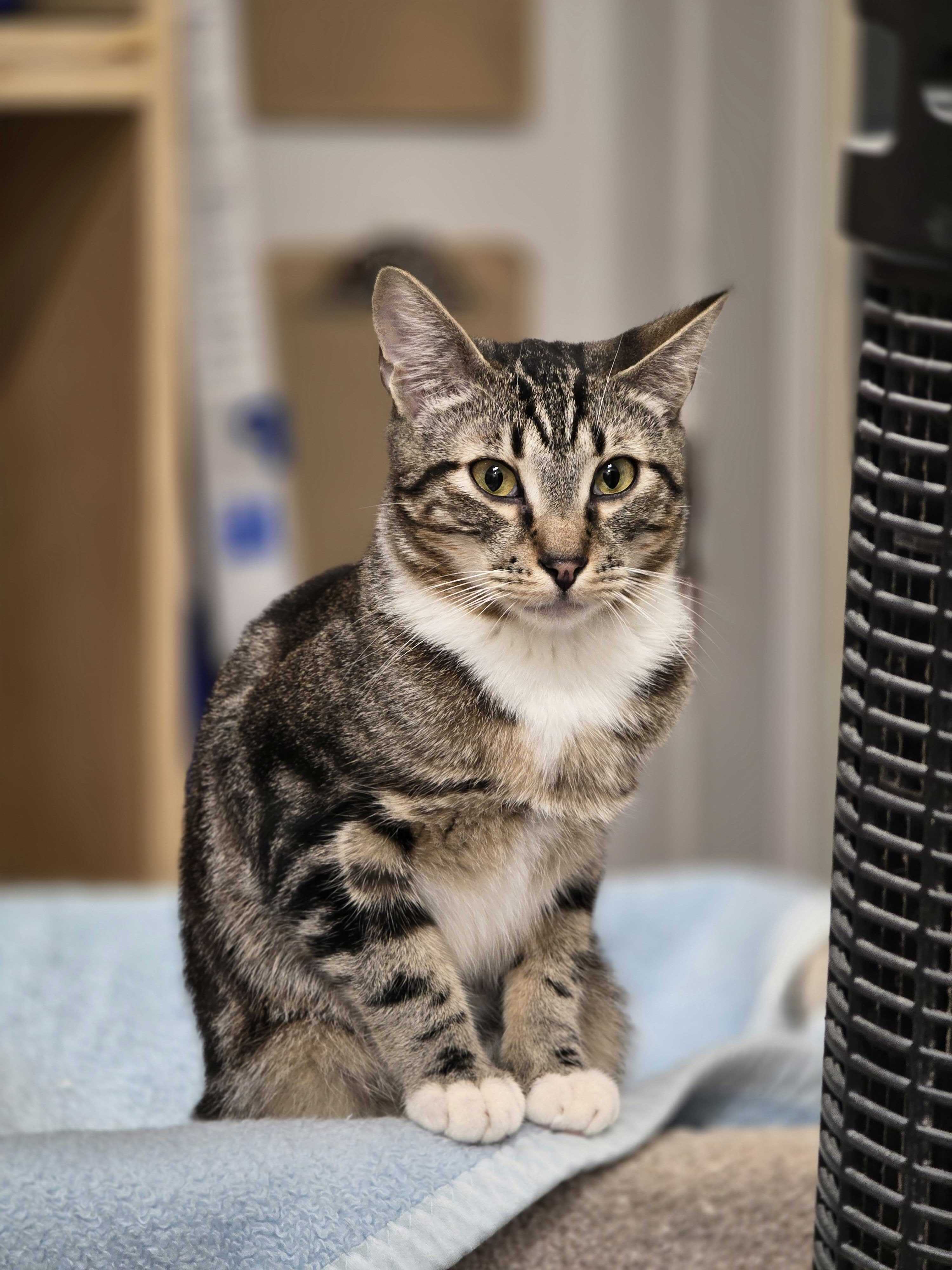 Bagel - Adopted