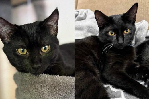 Binx & Lex - Adopted