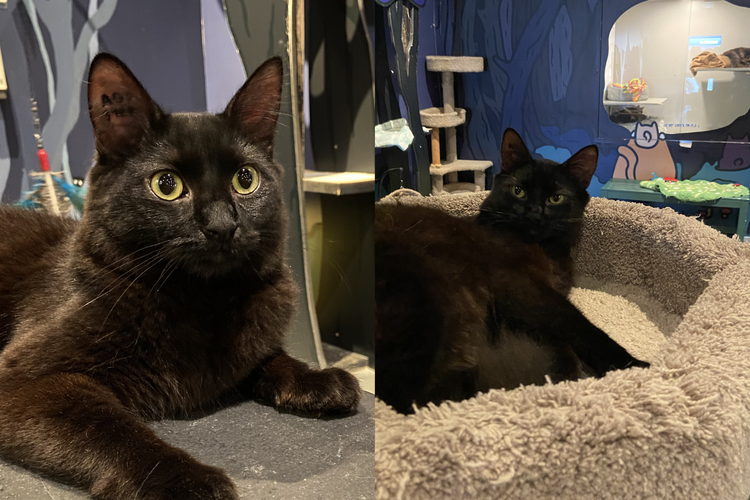Mackerel & Minnow - Pending Adoption