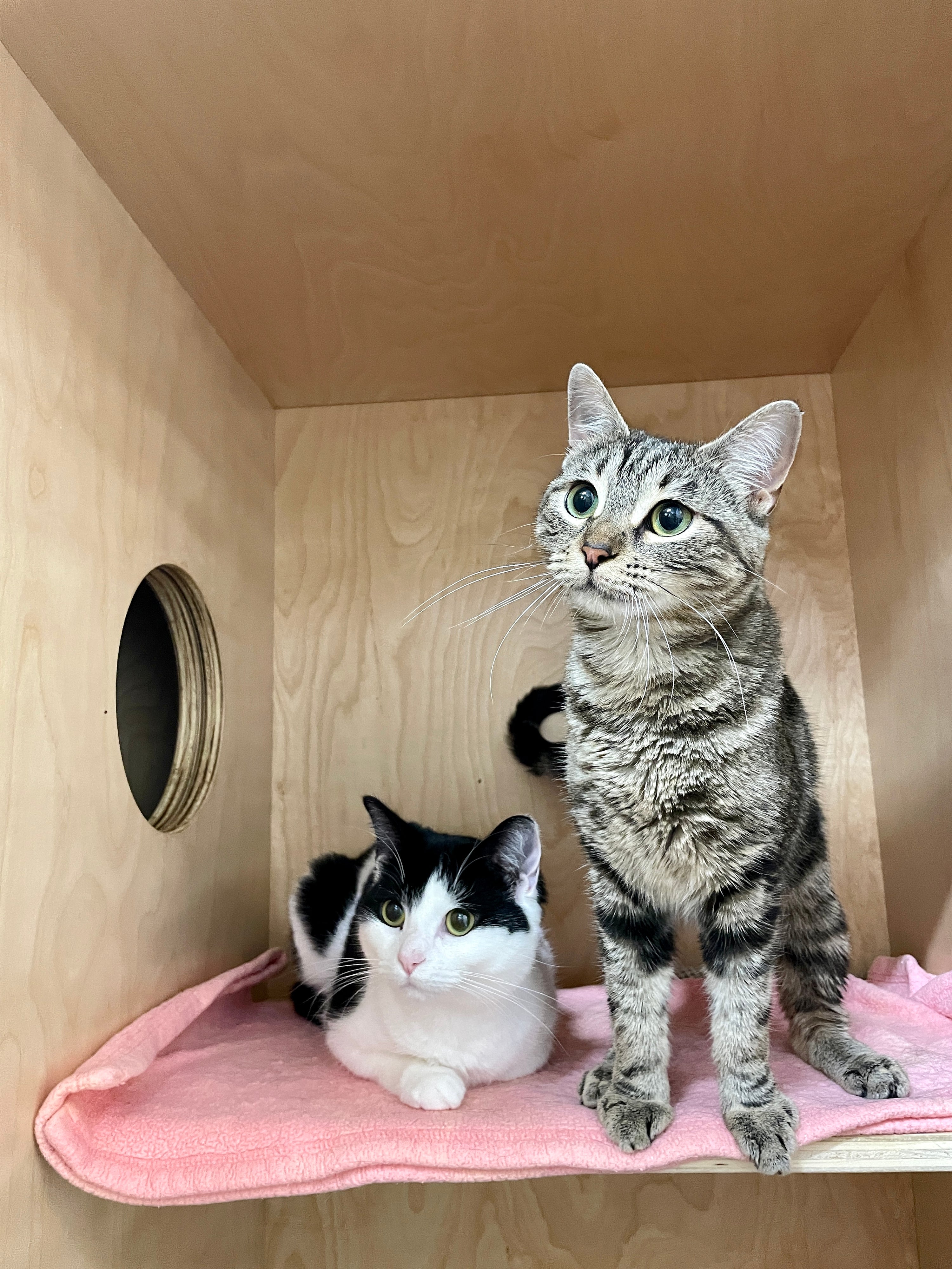 Tootsie&Raya|ADOPTED