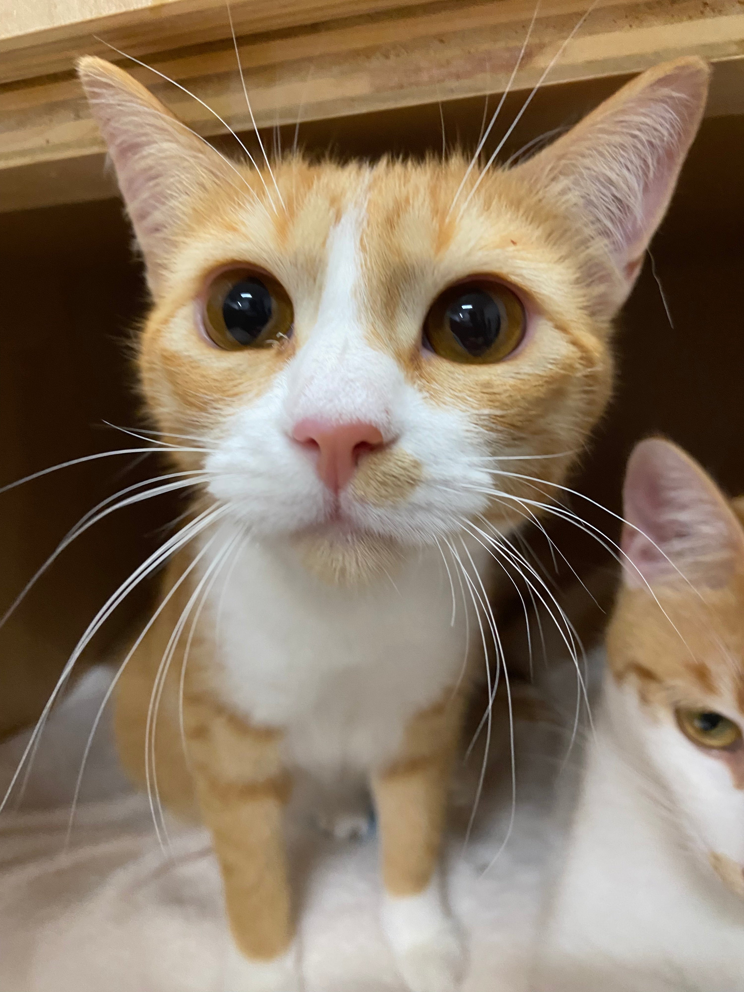 Bree - Pending Adoption