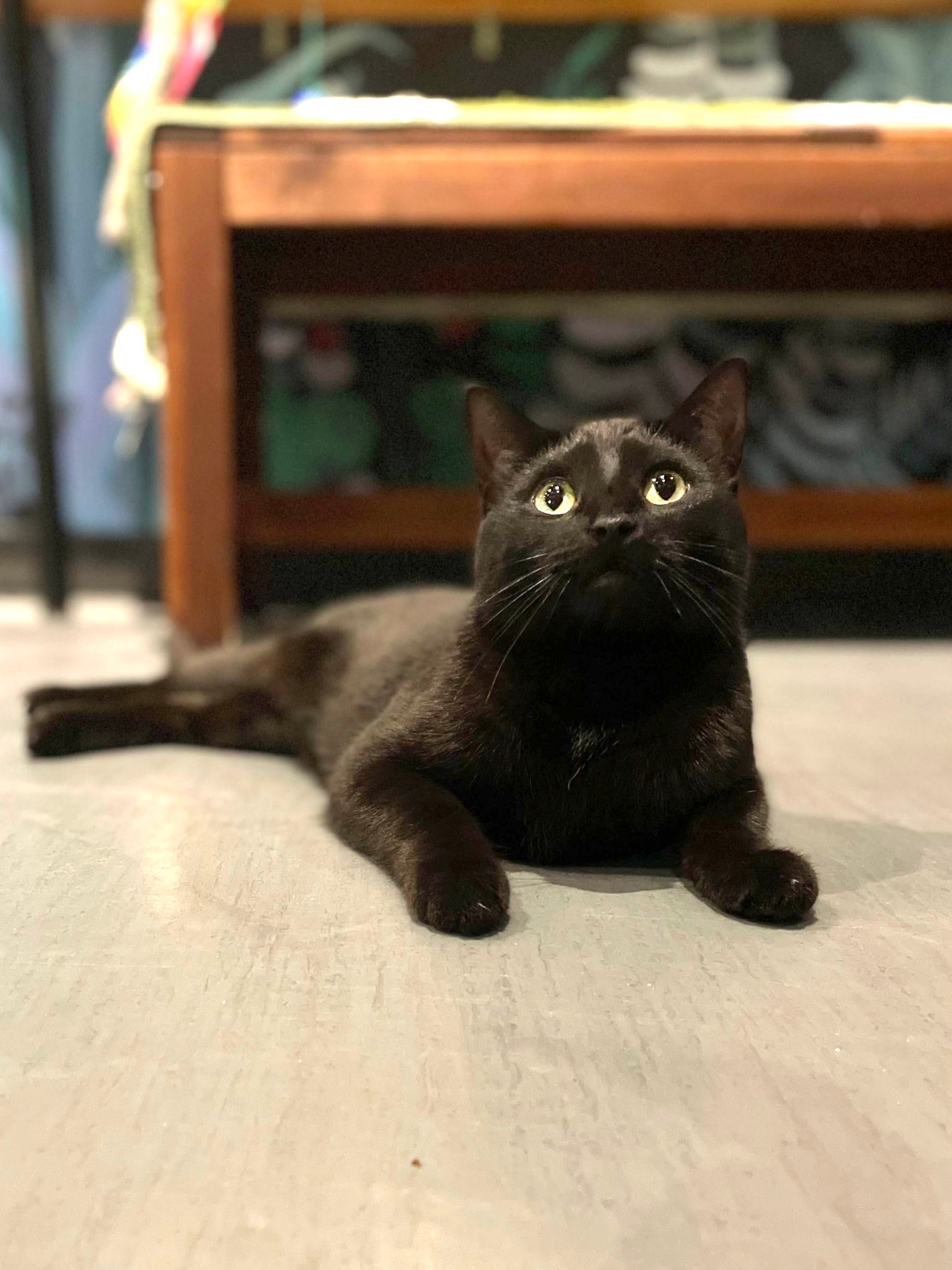 Onyx - Adopted