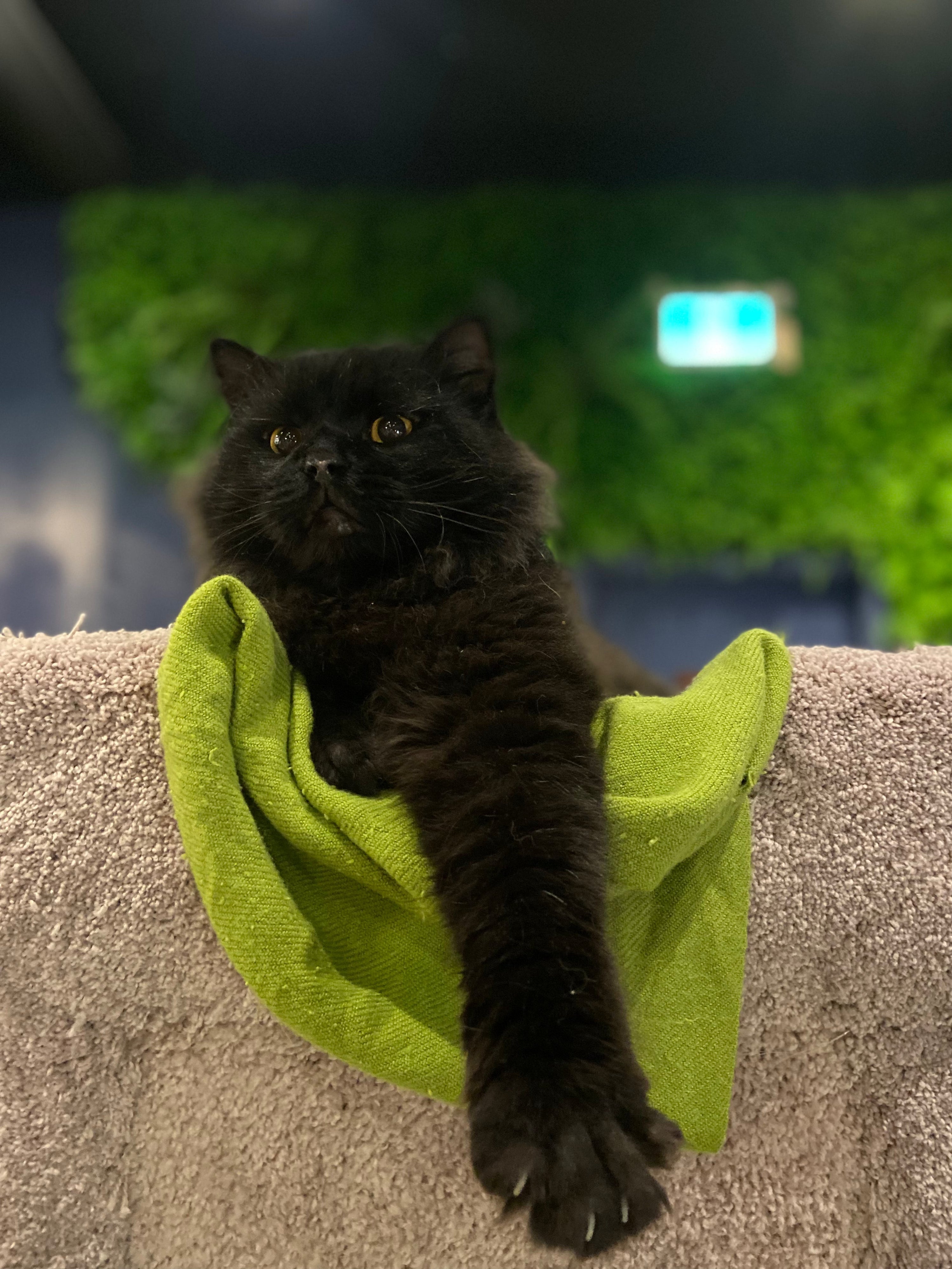 Billy - Adopted