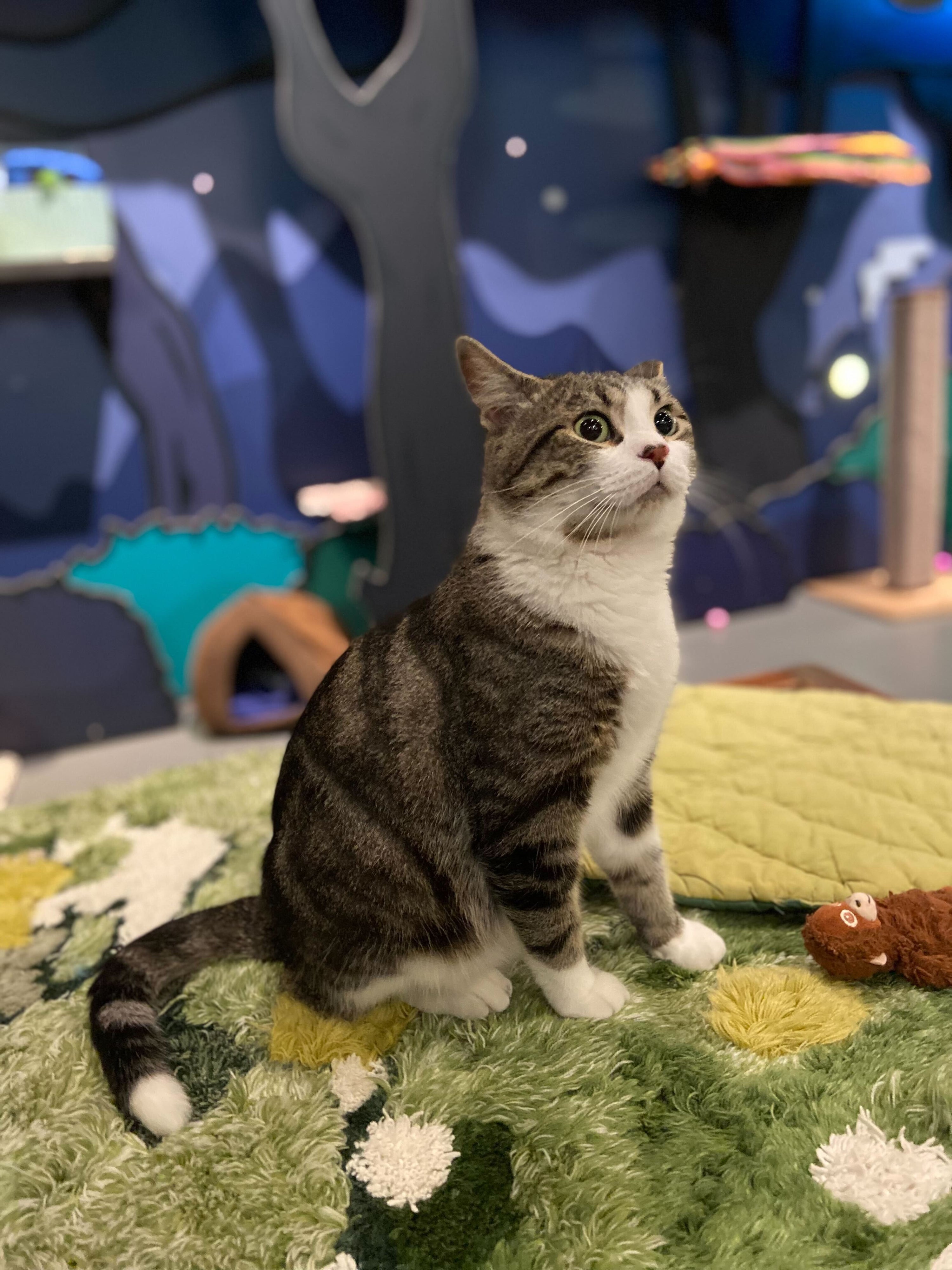 Frost - Adopted