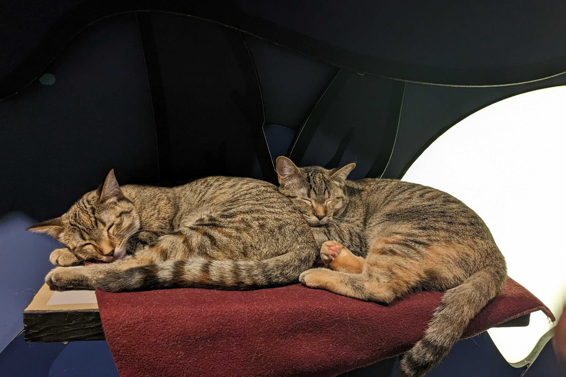 Tesla & Porsche - Adopted