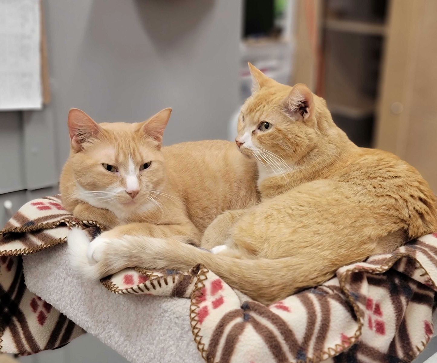 Lucky & Rusty (Seniors) - ADOPTED