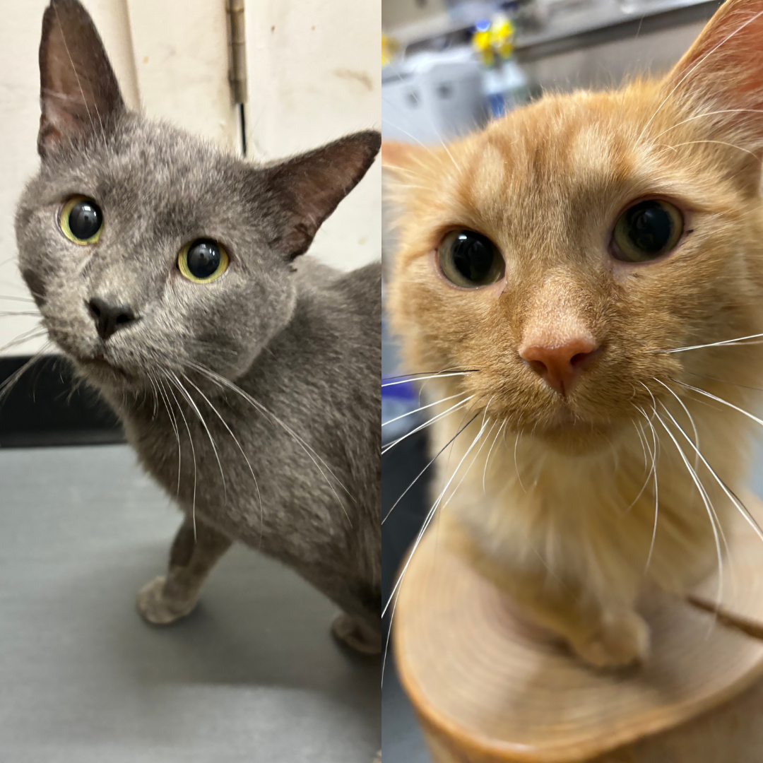 Sterling & Nemo-ADOPTED