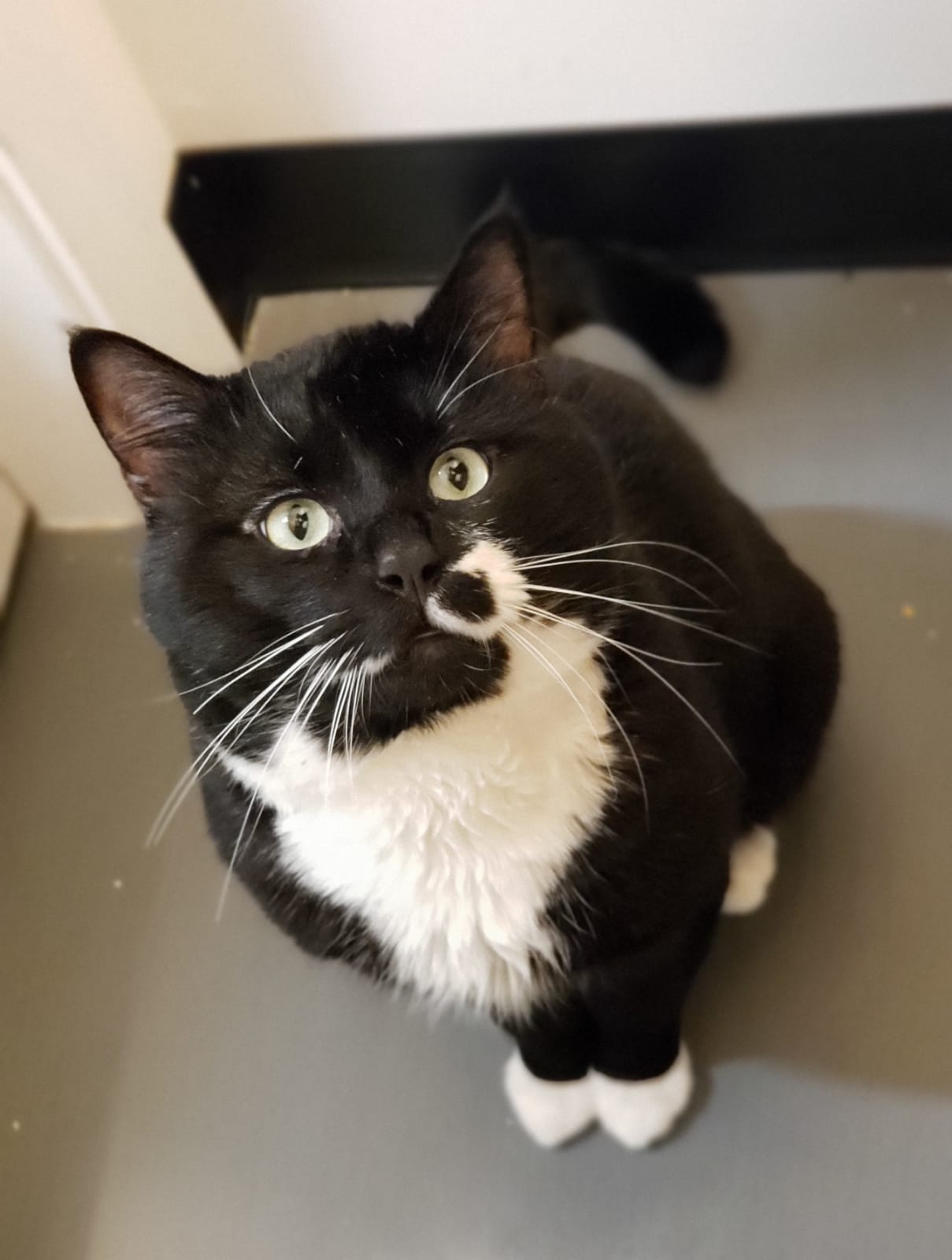 Sylvester (Adopted)