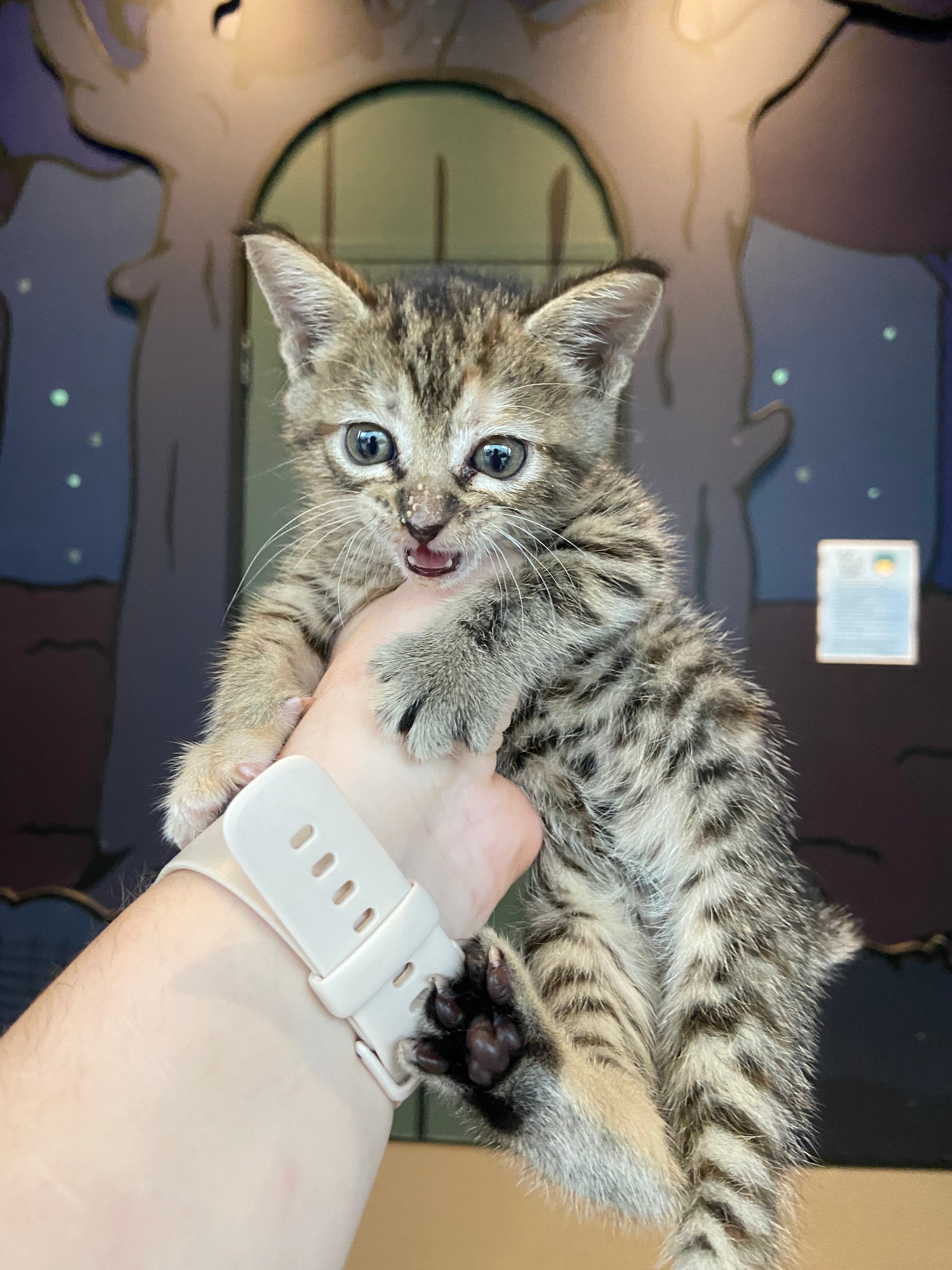 Help Maple & Her 4 Kittens