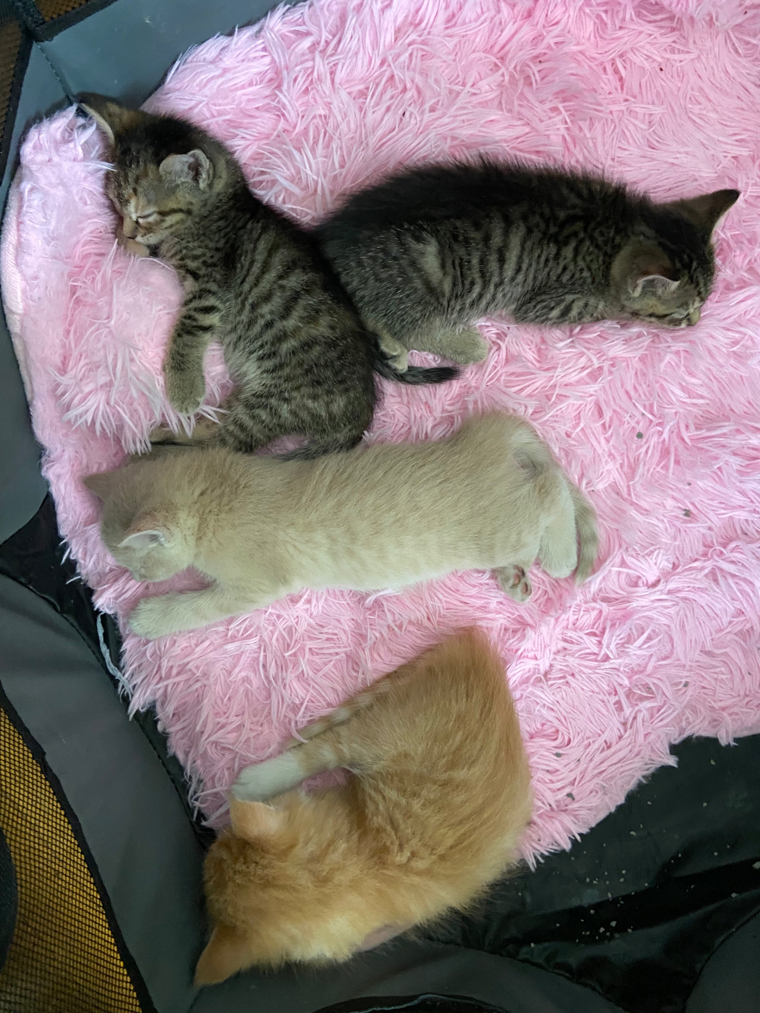 Help Maple & Her 4 Kittens